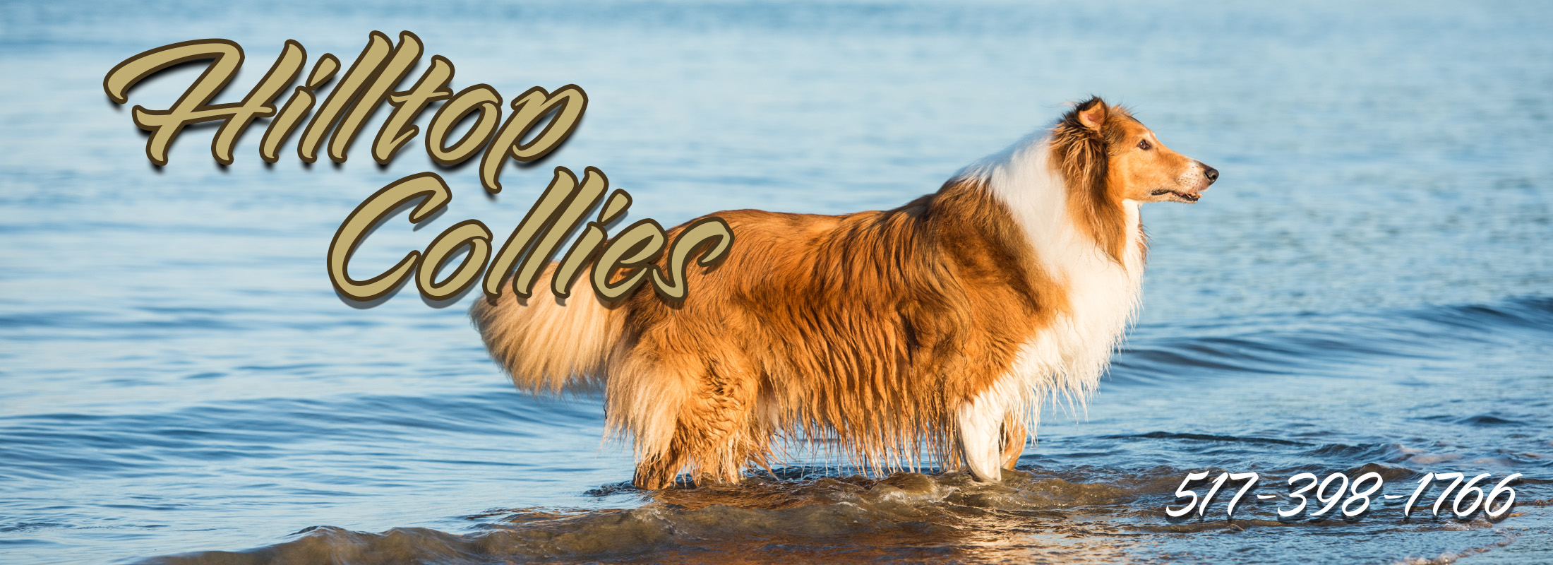 Rough Collie